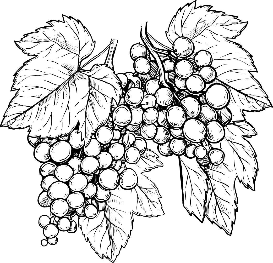 grape image